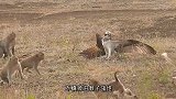猴子把老外惹毛，直接被丢进巨蜥池！网友：这下要遭殃了！