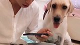 老四不听主人的话，赛文上去一顿怼，网友就喜欢看赛文怼老四！