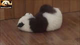 熊猫宝宝挠痒痒啃熊掌，确认过动作，是一只灵活的胖孩子