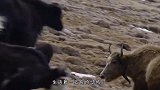 灰熊追杀岩羊，岩羊跳到悬崖边上，看着都让人冷汗直流