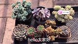 这样的杂交状态喜欢不，都是好养活的，大家喜欢吗？