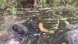 男子潜水抓鱼，野人树上跳水，把他的鱼抢了！