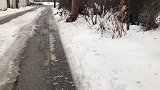 流浪狗在雪地里冻得瑟瑟发抖，看见来人撕心裂肺的哭了起来