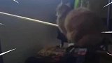 猫：你们的笑声真让我感到恶心