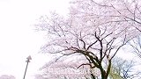 日本津久井湖，樱花盛开，漂亮极了