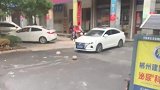 白车司机不看路，直接开到路桩上