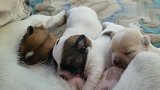 狗妈妈尽心尽责喂养四只奶狗，小奶狗都很健康，胖胖的招人喜欢