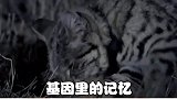 猫咪的迷惑行为！你家猫中了几条