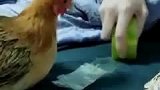 鸡：这是啥玩意儿，还挺好玩的！
