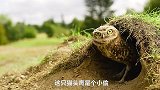 这个呆萌的猫头鹰，是个小偷！——《微观世界》