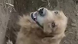 狗狗肿瘤恶化，出门给自己刨了个坑