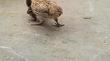 小鸭勇敢挑战小鸡，小鸡孤身一人挑战众鸭，霸气丝毫不减！