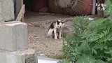猫崽被渔网勒住脖子挂在猫妈身上，被猫妈拖着发出撕心裂肺的哭声