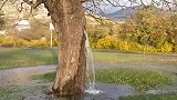 每到下雨天，这棵树干就哗哗流水，像瀑布