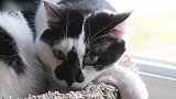 卧在小窝里的猫咪，你这奶凶奶凶的眼神，是谁惹你了呢