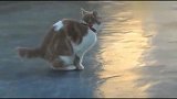 太滑稽了！猫咪在冰上走路的样子，够我笑一天