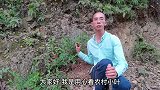“了哥王”植物全株有毒！找棵年份久根茎粗的树苗，真的值钱吗？