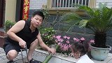 小伙做超大“竹筒粽子”竹香四溢，软糯香甜，结果太重，有点翻车