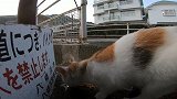 被路边一只流浪猫斜眼鄙视了，太气人了，怎么办