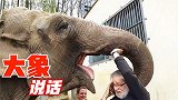 4只会说人话的神奇动物，韩国一只大象竟会说韩语，还字正腔圆？