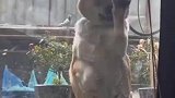 狗狗被关在外面，一直疯狂抓玻璃