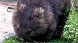 袋熊在地上安静地吃草