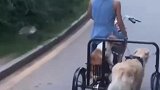 这才是新能源啊，百公里只需一袋狗粮