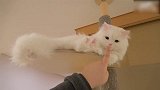 爆笑家庭萌猫来袭，雪白的小猫咪，好漂亮！