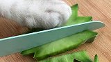猫王：你们吃过仙人球吗？