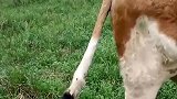 狗子一直咬着牛尾巴不放