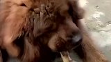 藏獒护食那是相当出名，主人的尝试相当于虎口拔牙。