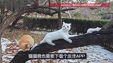 大爷用雪堆出逼真猫咪，竟引来真猫观看，网友：猫猫我也需要下载个反诈APP