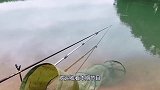 鲶鱼躲在洞里挑衅白鹭，不料白鹭也是个戏精，剧情一再反转！