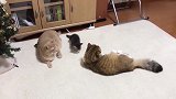 橘猫和大脸猫打架，小奶猫在一旁呐喊助威：预备，开始