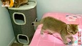 公猫戴圈被众猫当怪物围观，二哈猫暖心陪伴，公猫却对它百般嫌弃