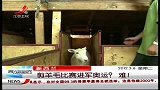 晨光新视界-20120306-新西兰剪羊毛比赛进军奥运？难！