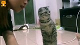 我说猫咪啊，我都好想知道你看见了什么，给我说说行不？