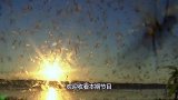 千亿蝗虫来了怎么办，中国派出“战斗鸡”，战斗力超乎想象