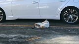 两流浪猫为了争夺地盘打架，猫毛咬得满天飞，一只还被揪耳朵