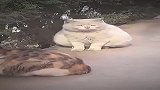 不好意思，第一天当流浪猫，不知道有啥规矩