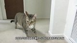 男子收养了一只流浪猫，结果每天门口都会出现一堆钱，哪来的