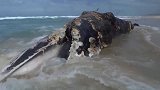 螃蟹大军发现搁浅海豚，纷纷爬上海豚尸体，场面壮观！
