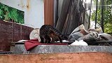 狸花猫回到老地方，想抓鸟，可以本事不够