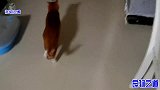 橘猫和奶猫大打出手，主人让胖猫看她一眼，它的反应让主人好尴尬