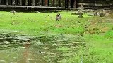 猴子游泳都不安分，还要打闹一番