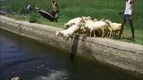 牧羊人将一群羊赶下水渠，还好羊都会游泳