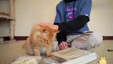 给猫咪网购个窗库吸盘吊床，猫见后直呼：这能撑得住我这体型？