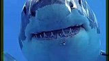 世界上最凶残的三种鲨鱼
