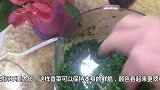 香菜这样保存，三个月都不坏，新鲜不发黄