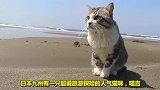 为和主人一起环游世界，猫咪自学练成游泳，火遍日本成人气网红